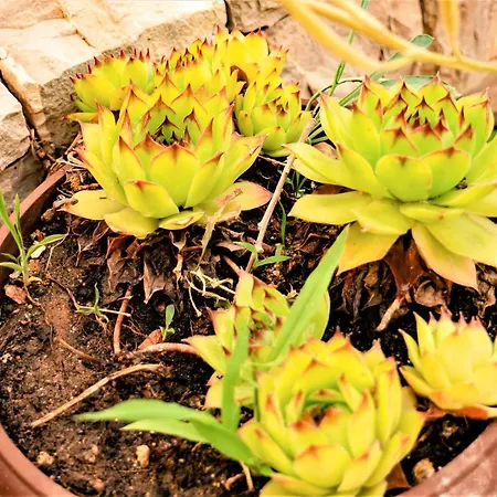 Feriehus Sea&mountain *